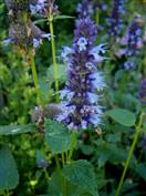Agastache à odeur d'anis, hysope anisée, Agastache générique bleu-violacée